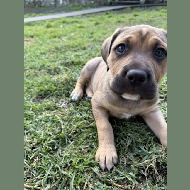 Photo of Rufus