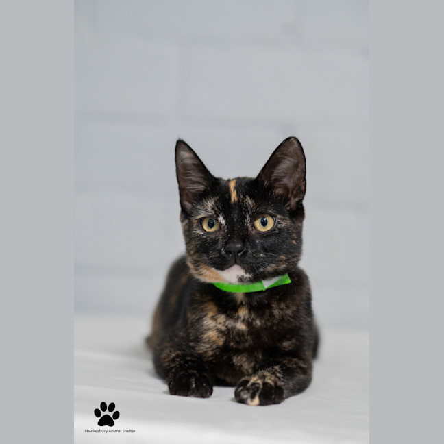 Photo of Hazel