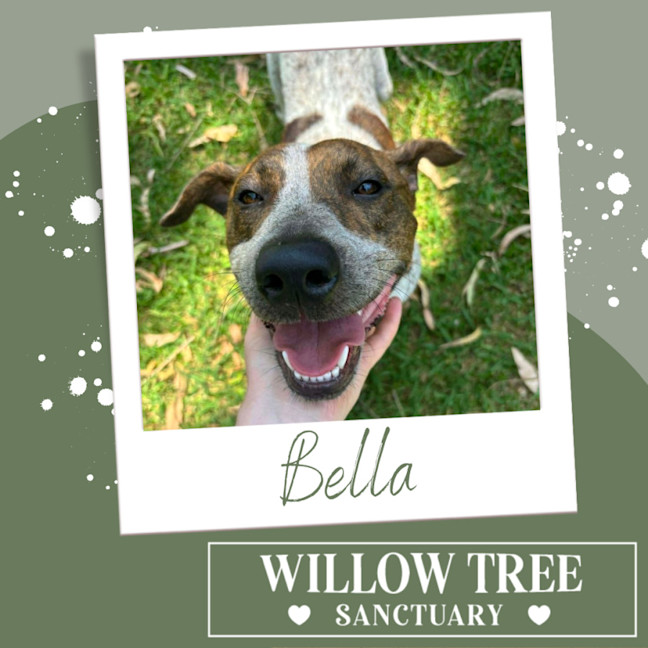 Photo of Bella