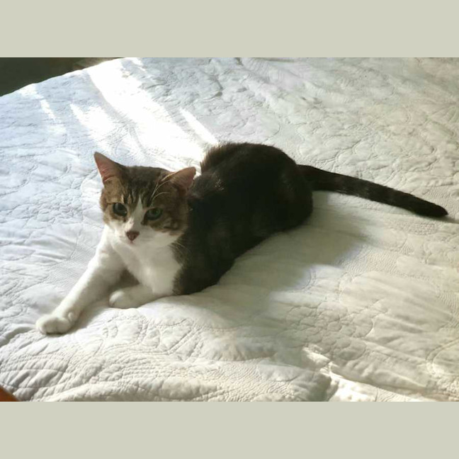 Photo of Chester