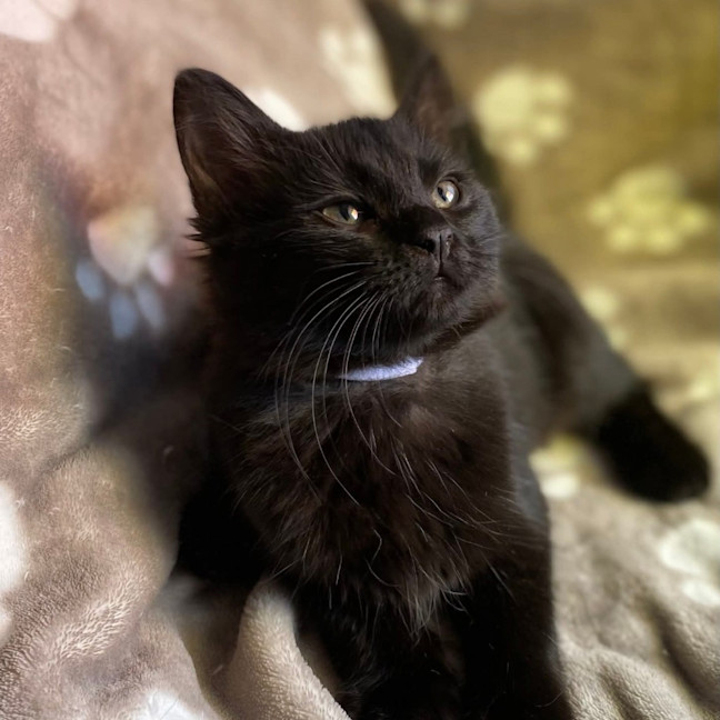 Photo of Jazz