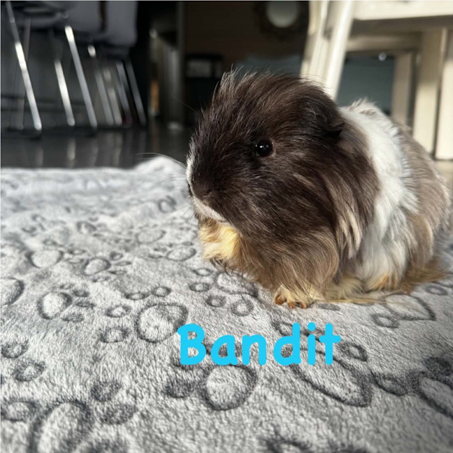 Photo of Bandit
