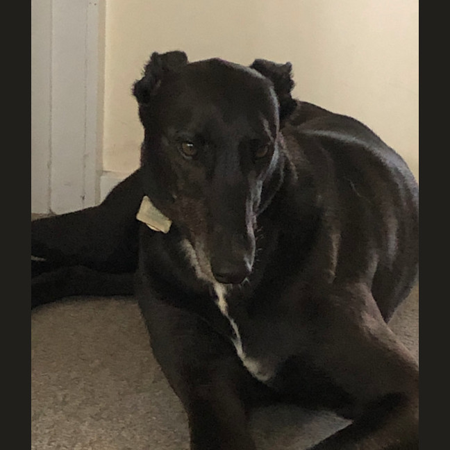Photo of Coco
