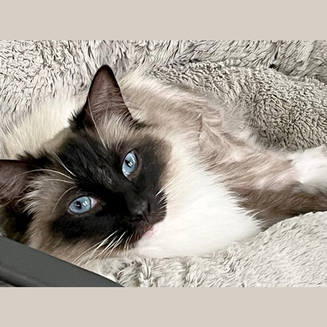 Photo of Olli Gorgeous / Ollie The Ragdoll