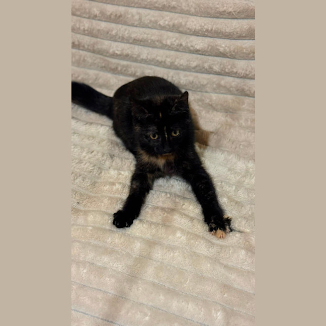 Photo of Caramel
