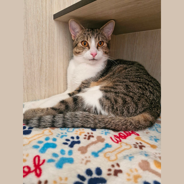 Photo of C1545 Tiger