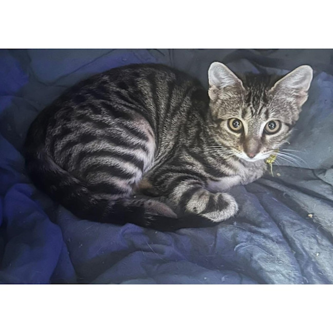 Photo of 13277   Aurelia