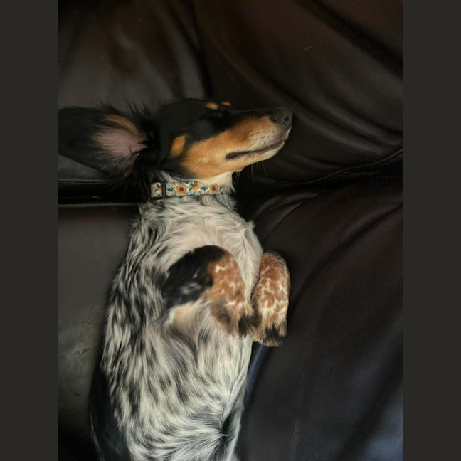 Photo of Betsy 