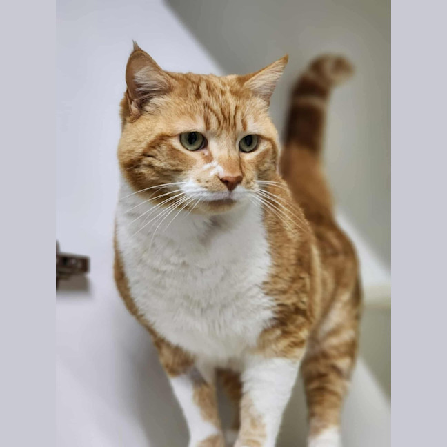 Photo of 🍝 Maccaroni 6402 🍝