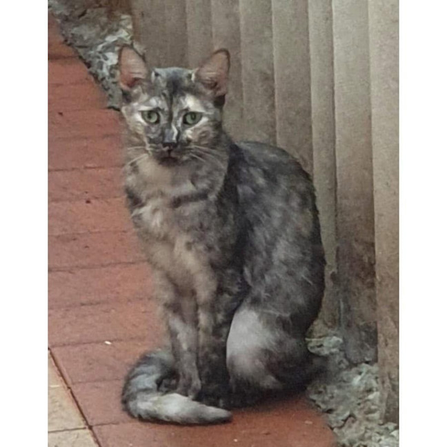 Photo of 7959   Poptart