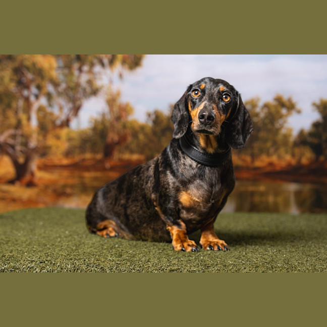 Photo of Dash (Mr Sausage)