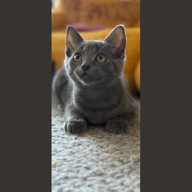 Photo of Titten Meet Me@Petstock Mornington Store Nepean Hwy