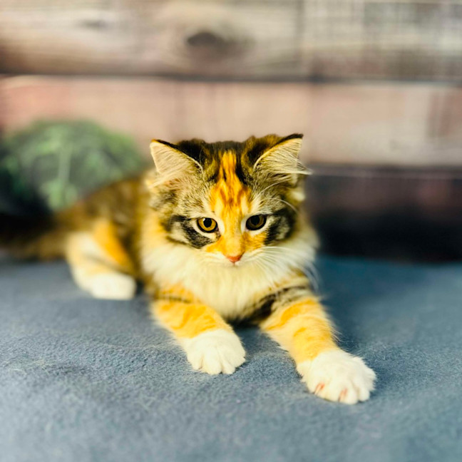 Photo of Ariel   Located In Wallan