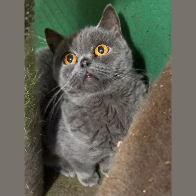 Photo of Fafa And Britt