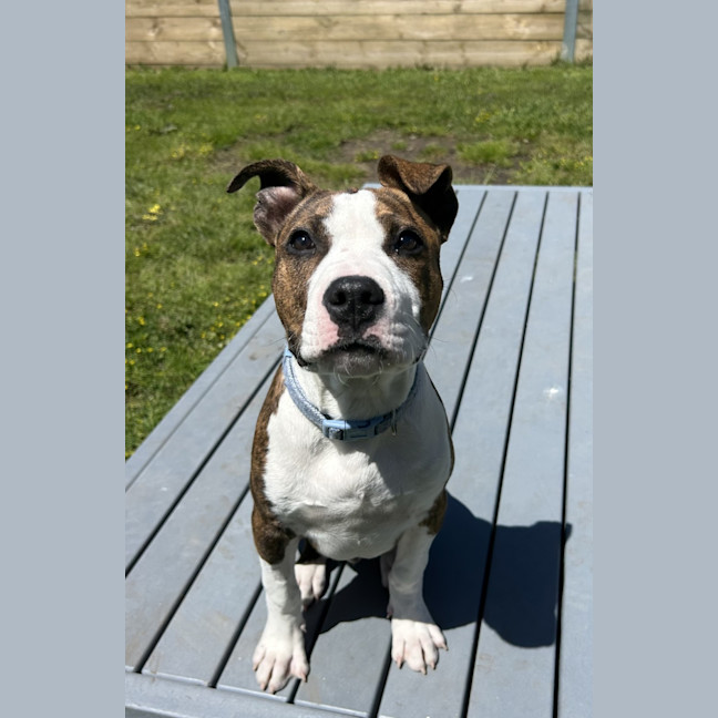 Photo of Milo Jr