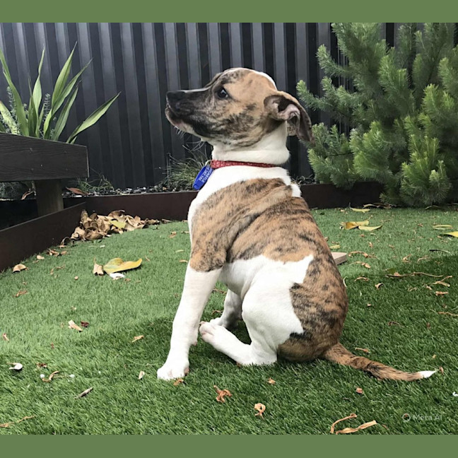 Photo of Stitch   3 Month Old Ridgeback X