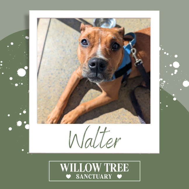Photo of Walter
