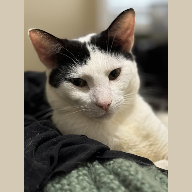 Photo of Gizmo   1 Year Old Domestic Short Hair (On Trial)