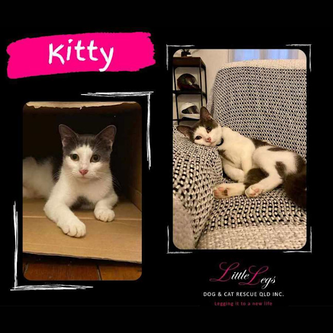 Photo of Kitty