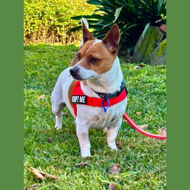 Photo of Poh   3 Year Old Fox Terrier