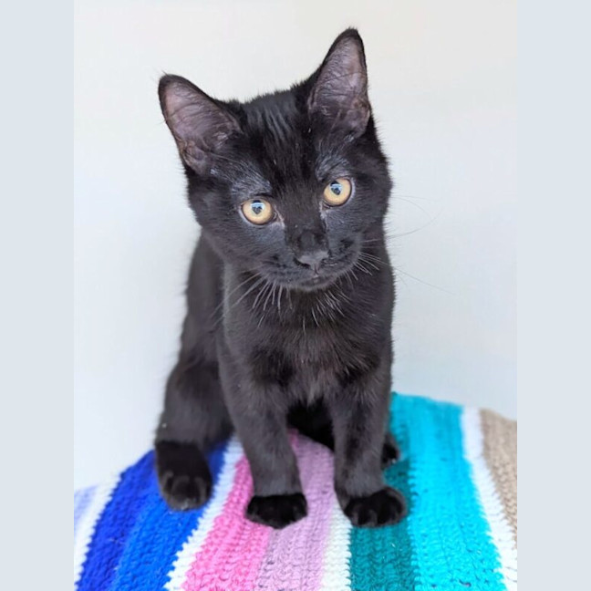 Photo of Midnight