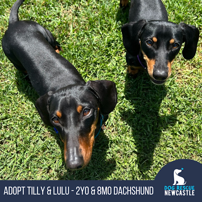 Photo of Tilly & Lulu   2 Year & 8 Month Old Dachshund