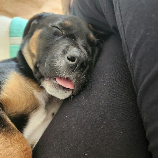 Photo of Poppie