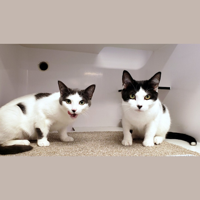 Photo of Romeo Suk013290 & Juliet Suk013291