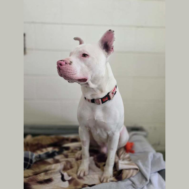 Photo of Casper