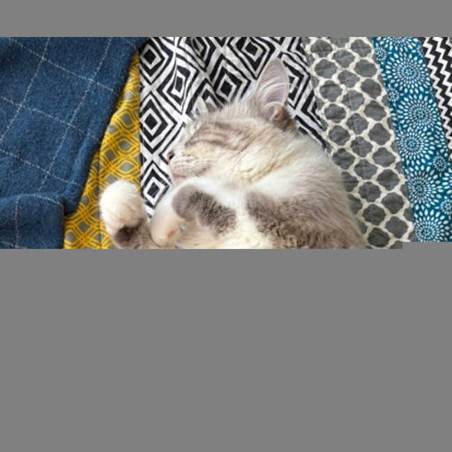 Photo of Violet