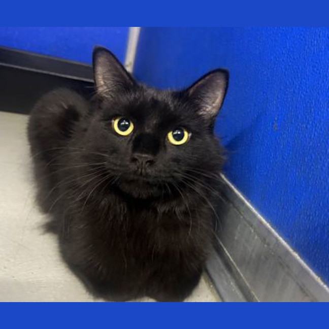 Photo of Shadow