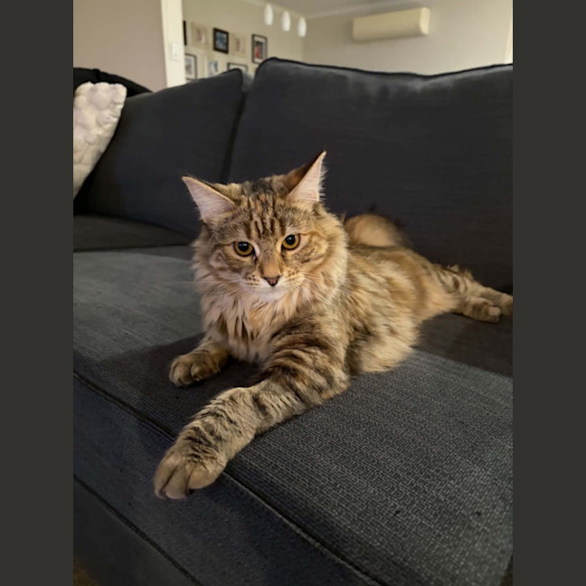 Photo of Maple