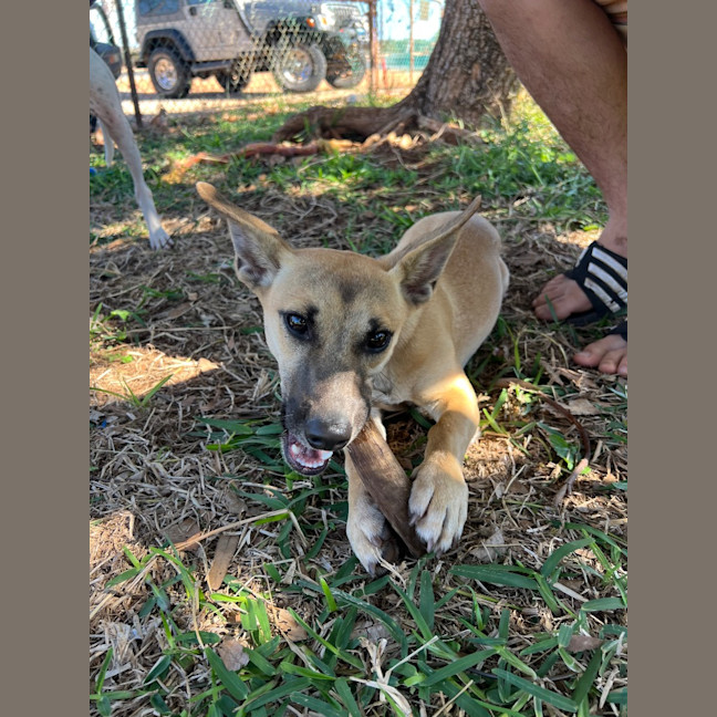 Photo of Humphrey (Nugget)