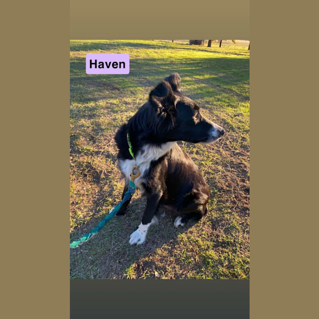 Photo of Haven ~ 2yo Border Collie