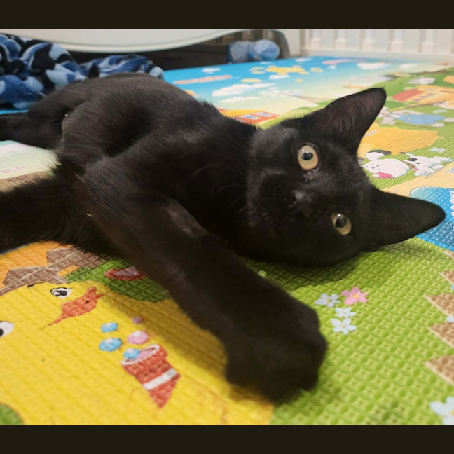 Photo of Emelda   In Foster Care In Avondale Heights