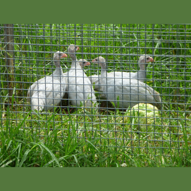 Photo of Baby Guinea Fowls