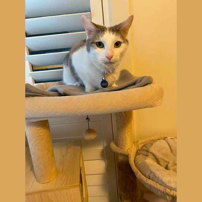 Photo of Rose *9 Lives Project Rescue*