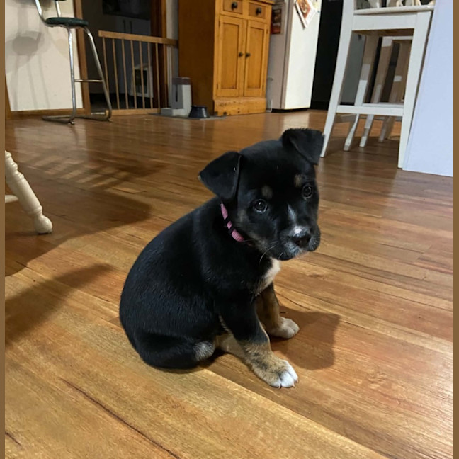 Photo of Nova