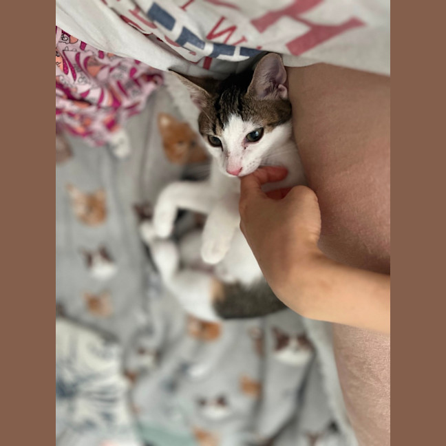 Photo of Basil