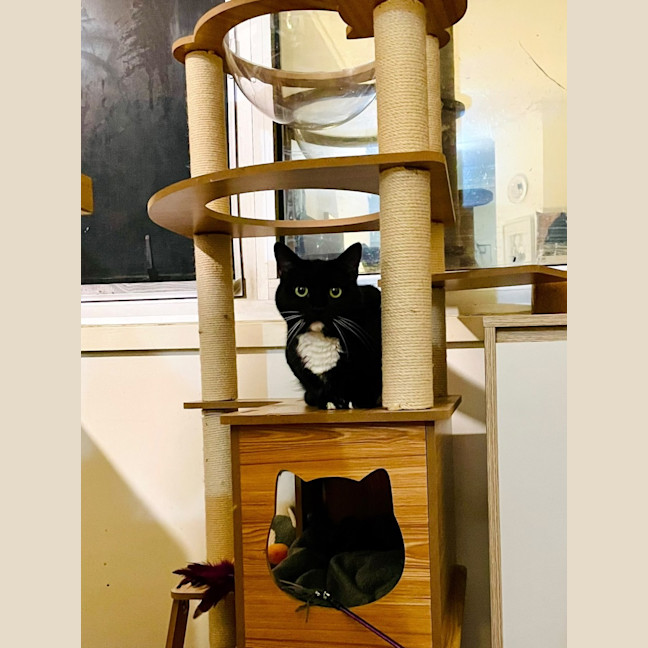 Photo of Pudding