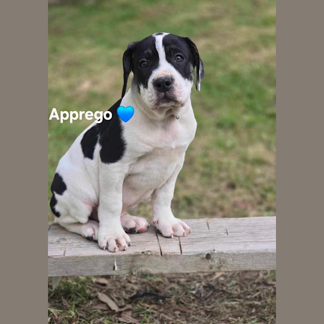 Photo of Violins Babies 🎻🐶