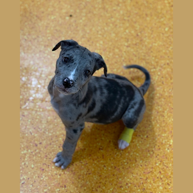 Photo of Opie 