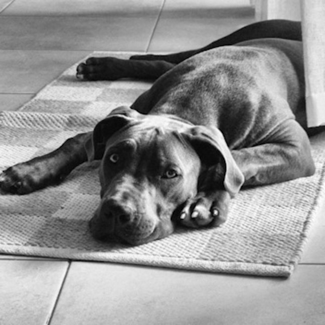 Photo of Lulu