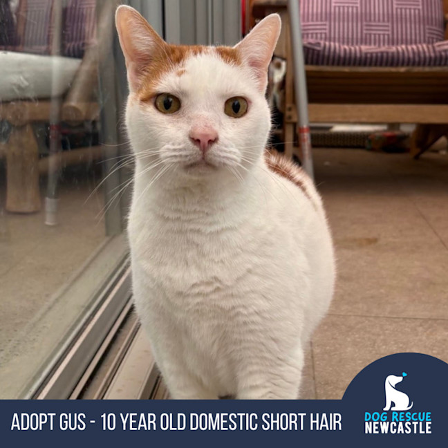 Photo of Gus   10 Year Old Domestic Short Hair