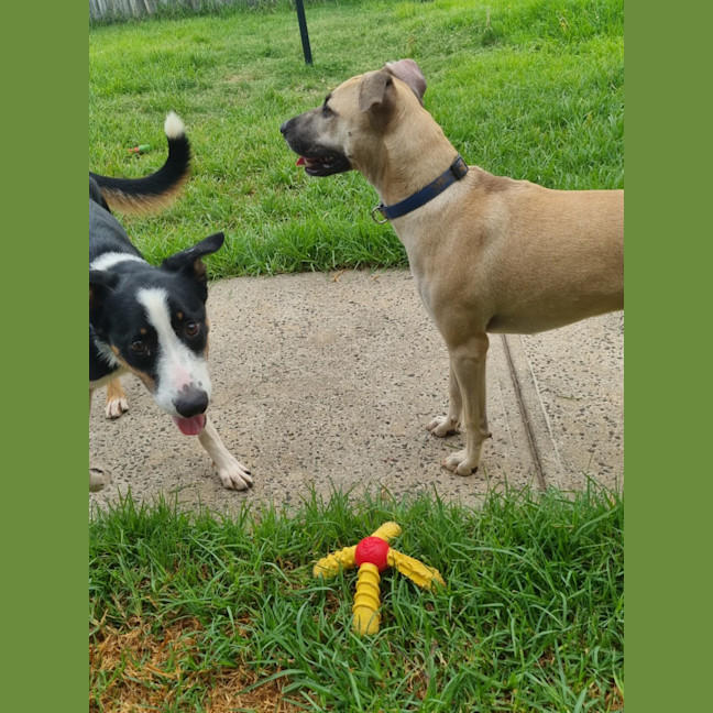 Photo of Nala