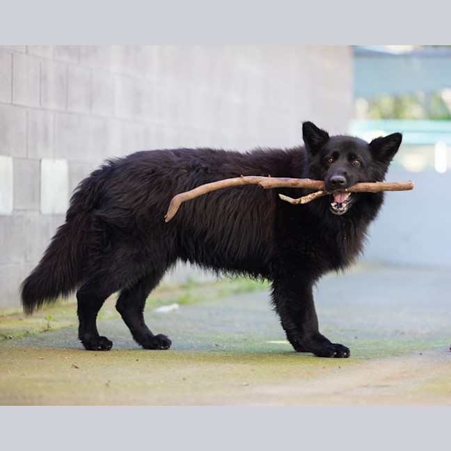 Photo of Wolfie