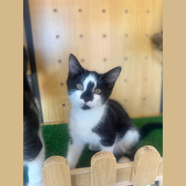 Photo of Pippa