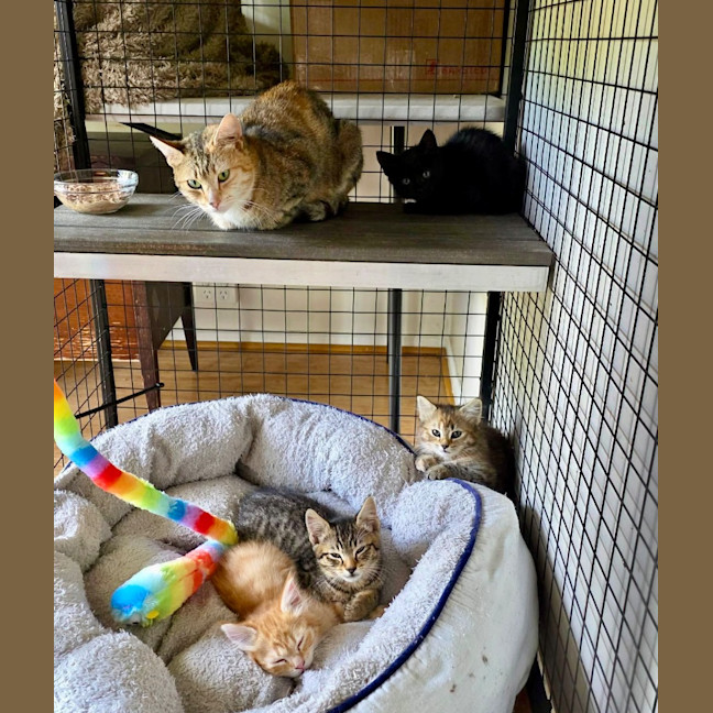 Photo of Tia Torrens