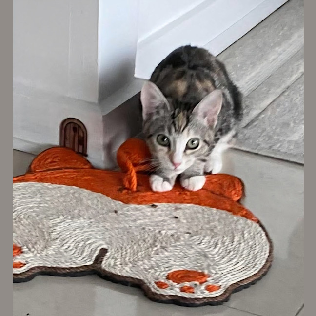 Photo of Tinkabell 