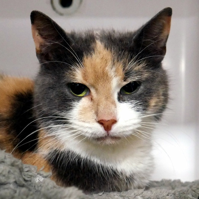 Photo of Petunia Sta012888